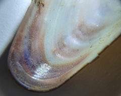 Lithophaga lithophaga