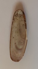 Lithophaga lithophaga