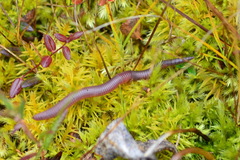 Eisenia