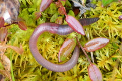Eisenia