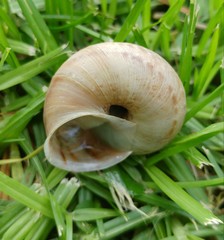 Levantina spiriplana
