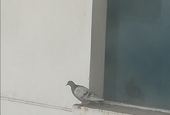 Columba livia domestica