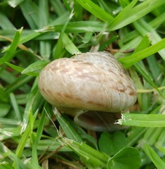 Levantina spiriplana