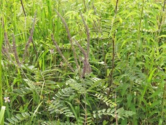 Amorpha paniculata