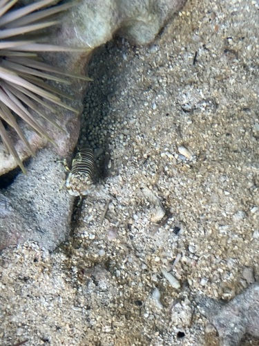 Gnathophyllum americanum, 2025-08-12