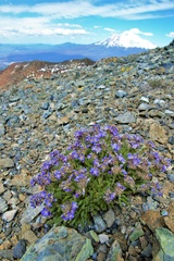 Polemonium eddyense