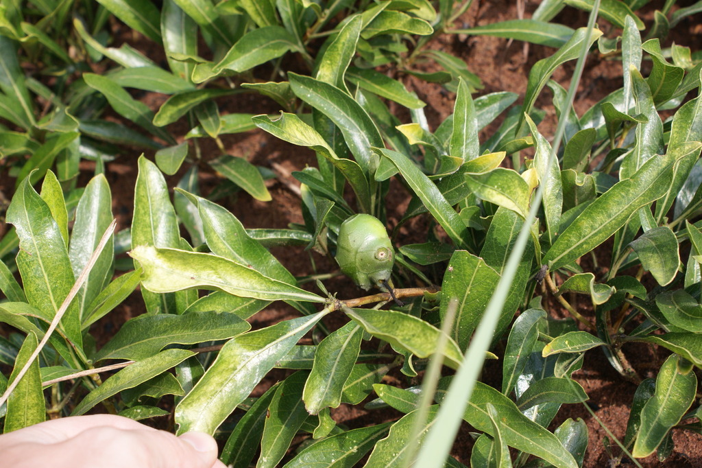 Morinda angolensis