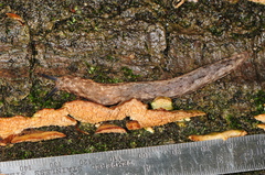Philomycus togatus