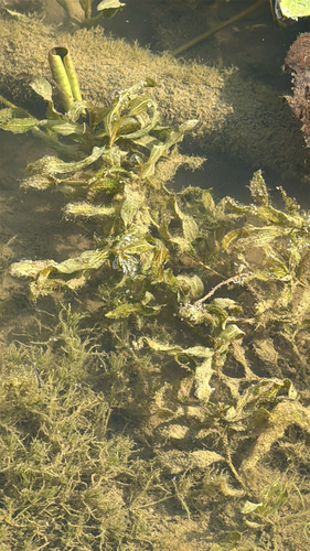 whitestem pondweed (Potamogeton praelongus)