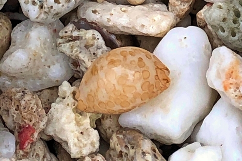 Cypraea mariae observed 2018-12-29