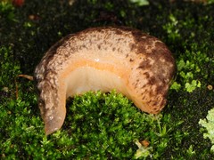 Philomycus togatus