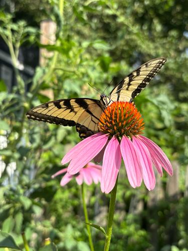 Eastern Tiger Swallowtail