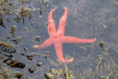 Certonardoa semiregularis