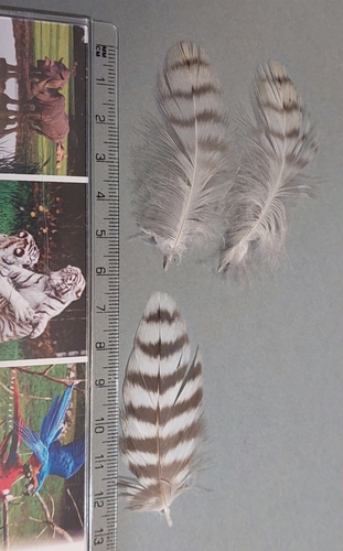 Plume de Faucon pèlerin