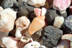 Crenavolva striatula