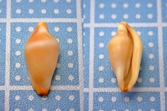 Crenavolva striatula