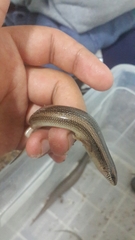 Chalcides ocellatus