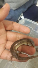 Chalcides ocellatus