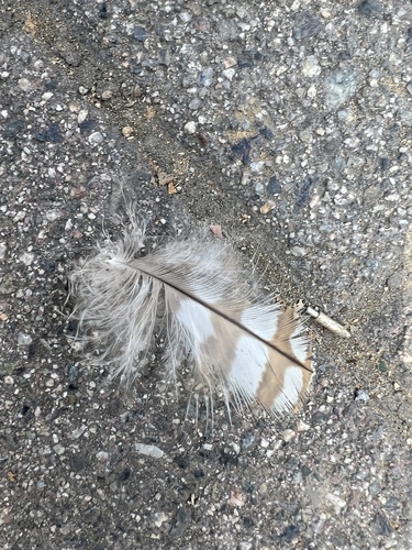 View observation of {o.common_name} on iNaturalist