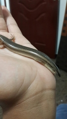 Chalcides ocellatus