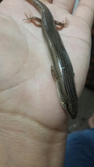 Chalcides ocellatus