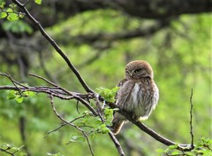 Glaucidium nana