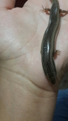 Chalcides ocellatus