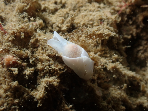Laona pruinosa