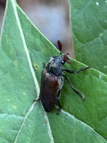 Cedar beetle (Sandalus petrophya) photo 4