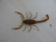 Aegaeobuthus gibbosus