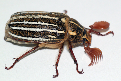 Ten-lined June Beetle