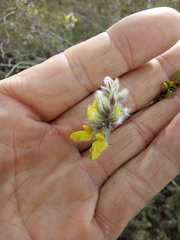 Dalea lutea