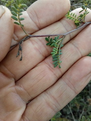 Dalea lutea