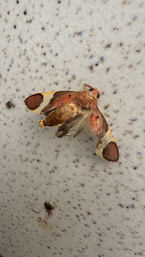 Paranerita basirubra