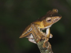 Polypedates otilophus