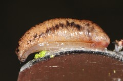 Pallifera fosteri