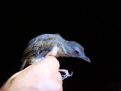 Malacocincla sepiaria