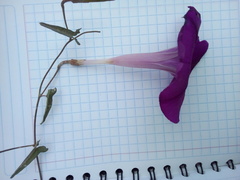 Ipomoea elongata
