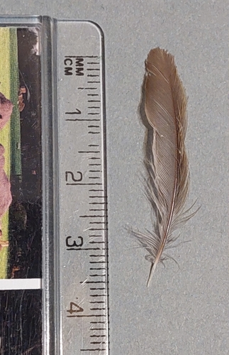 Plume de Pouillot véloce