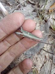 Ipomoea elongata