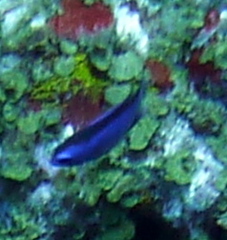 Azurina cyanea
