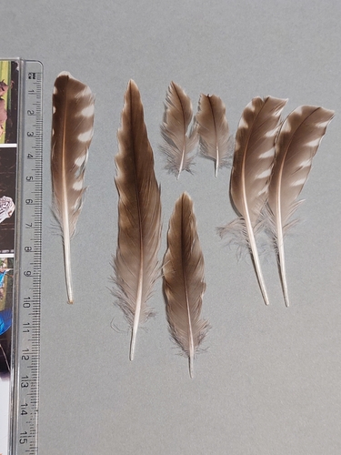 Plume de Courlis corlieu