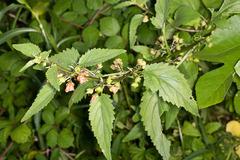 Scrophularia trifoliata