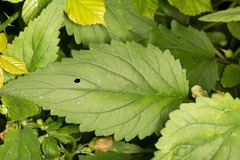 Scrophularia trifoliata