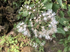 Chromolaena collina