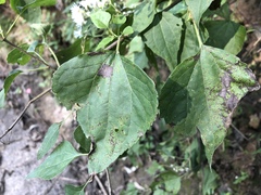 Chromolaena collina