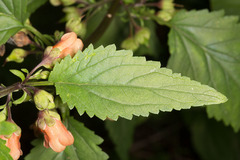 Scrophularia trifoliata