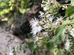 Chromolaena collina