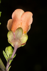Scrophularia trifoliata