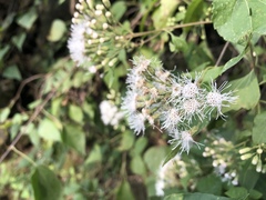 Chromolaena collina